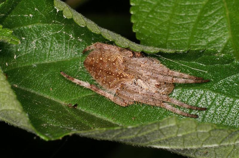 Eriophora_transmarina_D7815_Z_89_North Stradbroke island_Australie.jpg